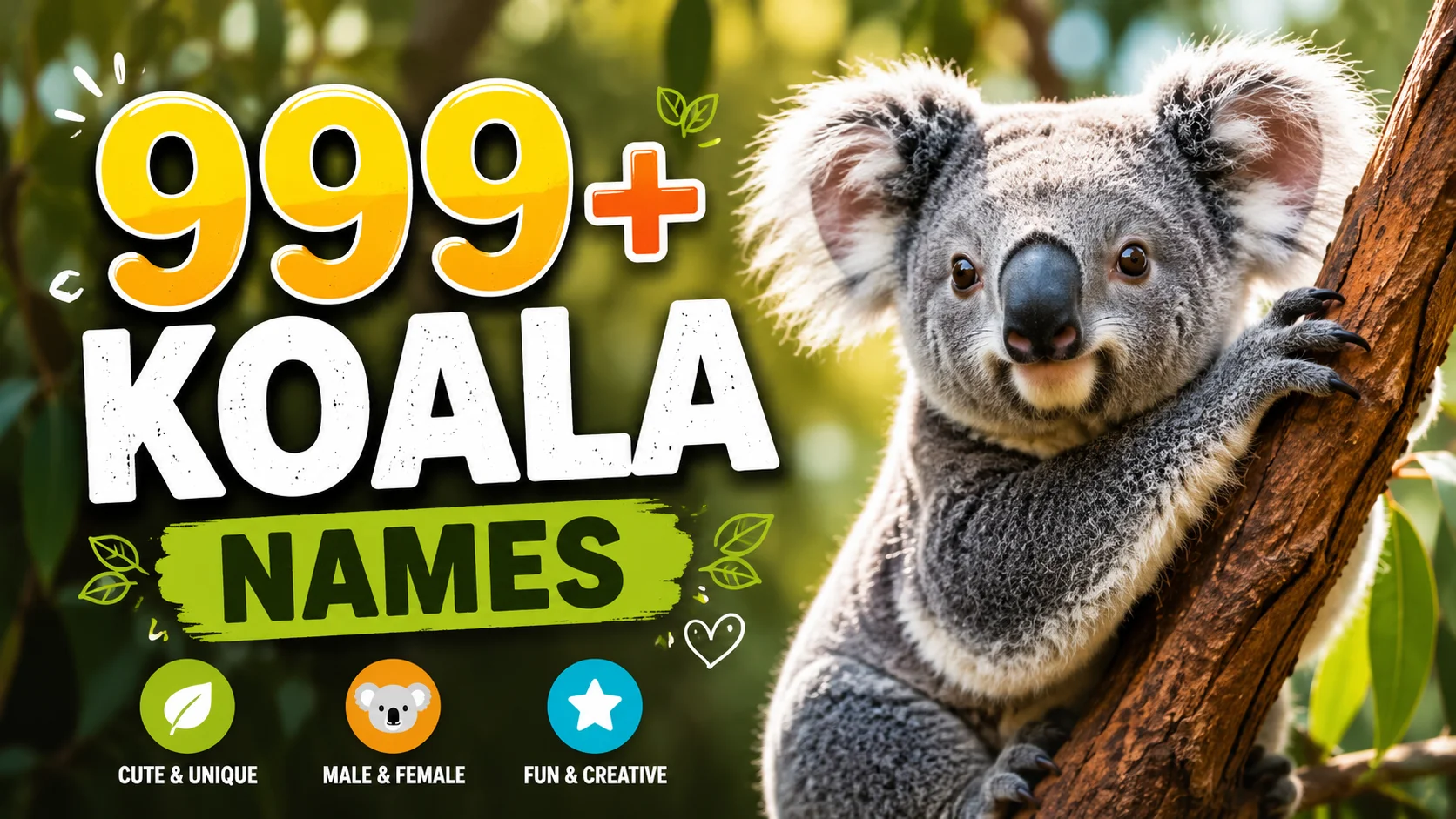 koala names