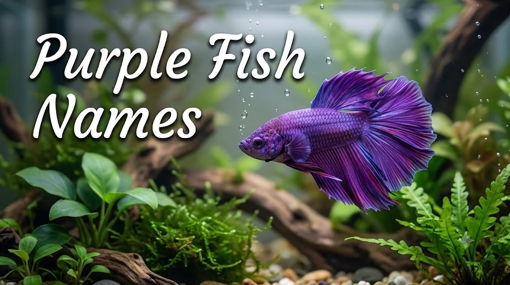 Purple Fish Names